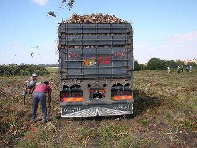 منتجو الشمندر السكري ينظمون وقفة احتجاجية يوم 24 أبريل 2011 بجماعة الحكاكشة
