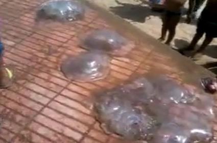 قناديل البحر تغزو شواطئء الجديدة و سيدي بوزيد و تسجيل عدة اصابات في صفوف المصطافين