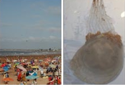 لدغت أزيد من 245 سباحا مع انطلاقة موسم الاصطياف - قناديل البحر تغزو شواطئ الجديدة وسيدي بوزيد والحوزية