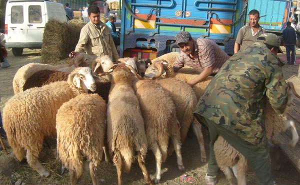 استطلاع : طقوس وعادات عيد الأضحى بالجديدة وأزمور