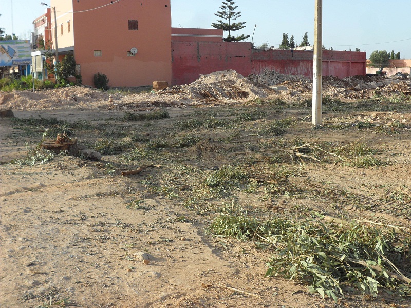 اغتيال الأشجار عادة متكررة في جماعة سيدي اسماعيل