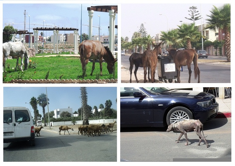 أغنام وبغال وحمير تجول في أحياء راقية بالجديدة و تعرقل حركة السير والجولان بشوارع المدينة