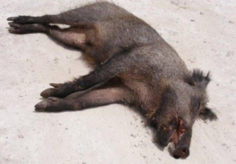 مقتل شخص و إصابة آخر في هجوم لخنزير بري على دوار الشيخ بدائرة آزمور