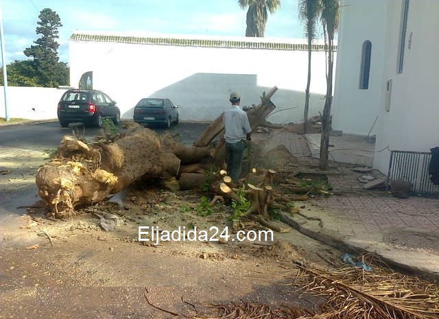 أشجار أزمور تجتث وتتحول لأفرنة الحمامات أمام احتجاج جمعيات المجتمع المدني