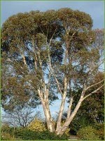 إعلان بيع أشجار الكاليبتوس بوحدة بني عجم المدرسية سيدي اسماعيل