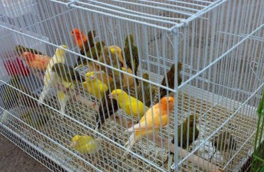 الجديدة: تنظيم البطولة السابعة لشدو الطيور (المالينوا)