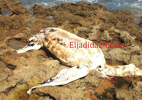 البحر يلفظ سلحفاة ضخمة على شاطئ دوفيل بلاج بالجديدة