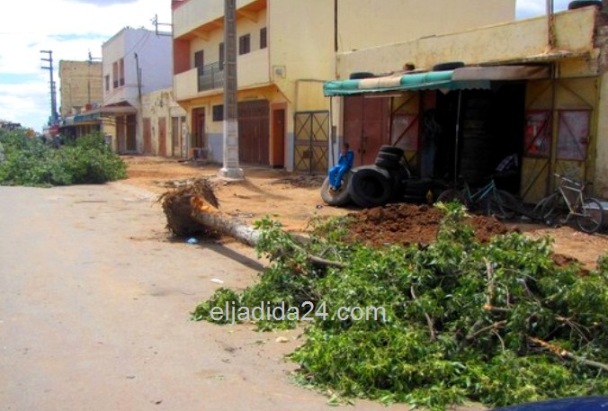 جريمة اغتيال الأشجار تستمر بمدينة سيدي بنور