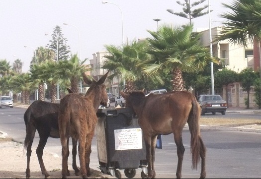 وكالات لكراء حمير وبغال بمدينة الجديدة