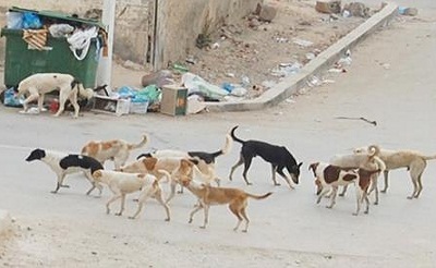 مساعدة من الصين للجديدة  ومولاي عبد الله لمحاربة الكلاب الضالة