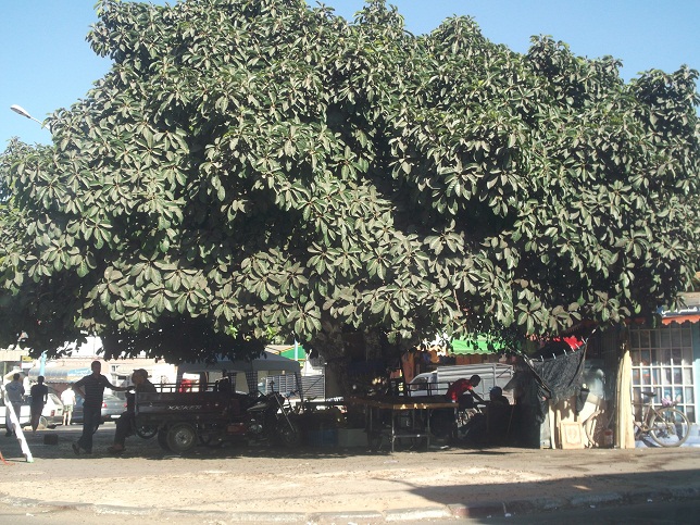 كرمة بوشريط  مكان تاريخي للحلايقية وشاهدي الزور وبائعي دماء وسوق للجراد على مدى 100 سنة