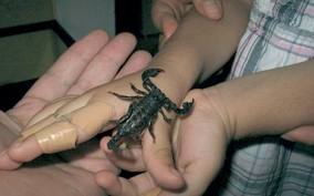 ضحيتا ثعبان كندا وضحايا لسعات عقارب دكالة وحياتنا لاتساوي أي ثمن