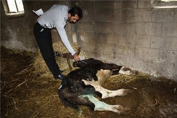 المصالح البيطرية بالجديدة تنفي وجود حالات وبائية تصيب الدواب بمنطقة أولاد احسين