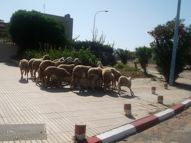 حدائق منازل ضمن البرنامج الوطني لإغاثة الماشية بالجديدة