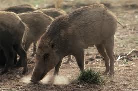 الحلوف  يتجول بكل حرية بإقليم سيدي بنور