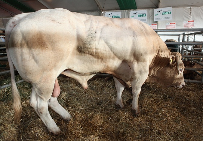 أكبر ثور في معرض تادلة عمره 88 شهرا يزن 1600 كيلوغرام ويطعم 6400 شخص