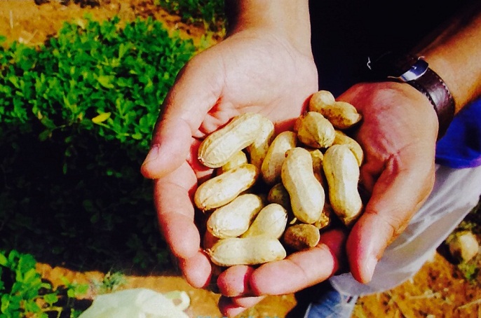 تجربة فريدة باقليم الجديدة: مستثمر فلاحي ينجح في زراعة وإنتاج الكاوكاو لأول مرة بأرض دكالة