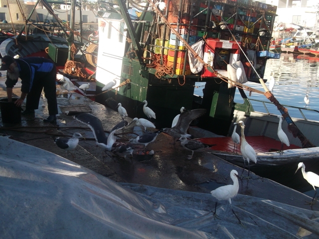 السلطات تفتح تحقيقا في نفوق 100 طائر نورس ‘ عوا ‘ بالحوزية في ظروف غامضة