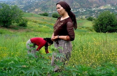 وزير الداخلية: ليس هناك حلا سحريا للقضاء على زراعة القنب الهندي