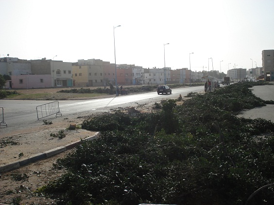 استنكار واسع للمجزرة البيئية في حق أشجار مدينة آزمور