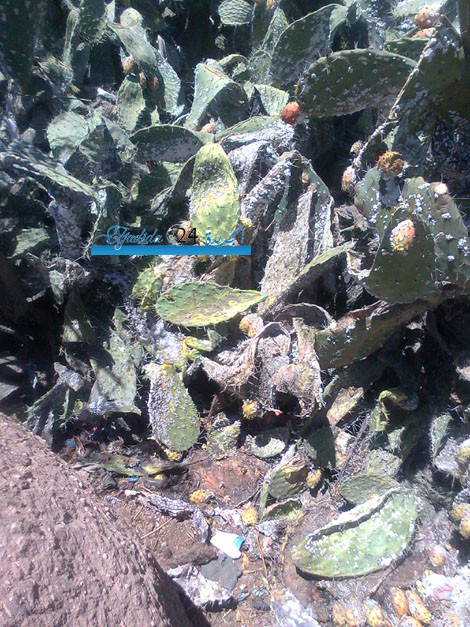 هلع وسط الساكنة بعد ظهور بعوض غريب بجماعة سانية بركيك باقليم سيدي بنور