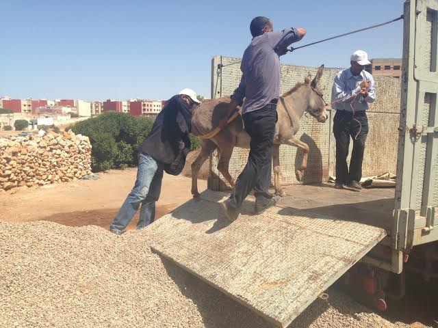 بالصور.. السلطات المحلية بالجديدة تشن حملة لاستئصال ظاهرة انتشار الدواب بوسط المدينة