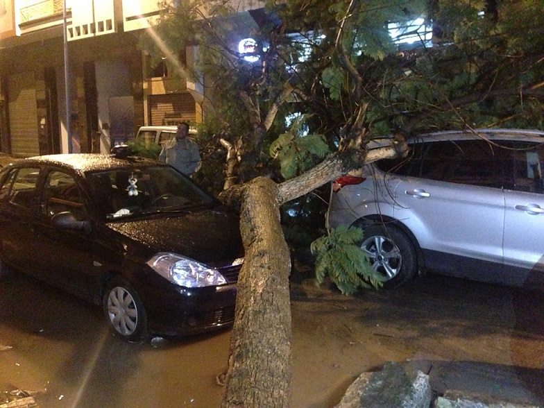 أولى أضرار الأمطار بالجديدة.. سقوط شجرة على 3 سيارات بالشارع العام بوسط المدينة