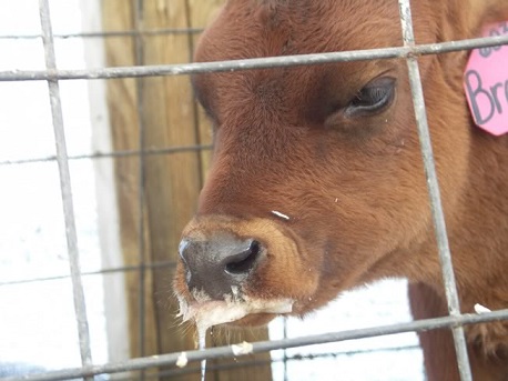 حرق بقرة مصابة بداء الكلب (السعار) بدوار التعاونية الحمدونية الزمامرة
