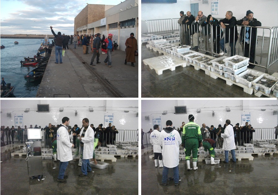 ميناء الجديدة وتنظيم سوق بيع السمك