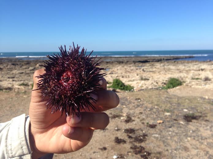 وفاة سيدة تمتهن صيد  قنفد البحر غرقا في الشاطئ الصخري للجديدة