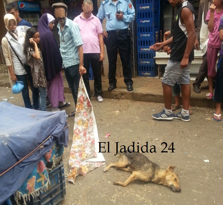 بالصور.. مواطنون يقتلون كلبا مسعورا بعد أن هاجم ونهش 3 أشخاص بالجديدة