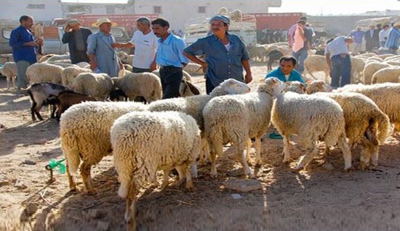 حرفة  "الشناقة ".. أسود وسط الأغنام