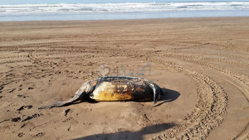 بالصور.. مياه المحيط الأطلسي تلفظ سلحفاة ضخمة على شاطيء الحوزية