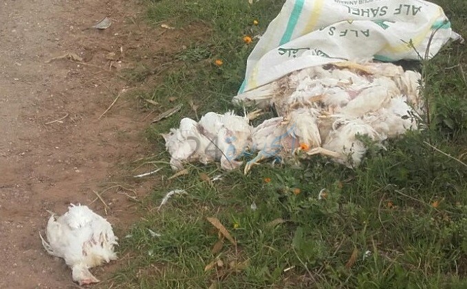 بالصور.. تخوفات من وقوع كارثة بيئية بعد العثور على أطنان من الدجاج النافق بتراب اقليم الجديدة