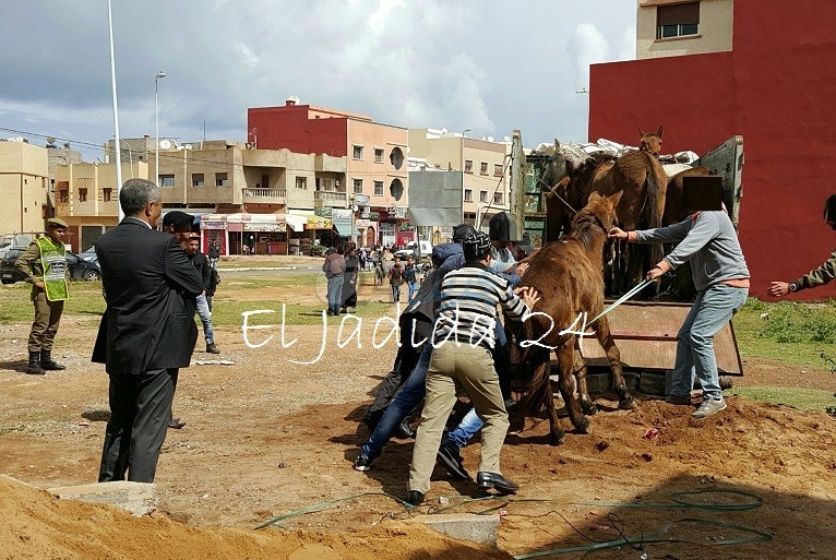 السلطات تشن حملة لاستئصال ظاهرة انتشار الدواب بوسط الجديدة