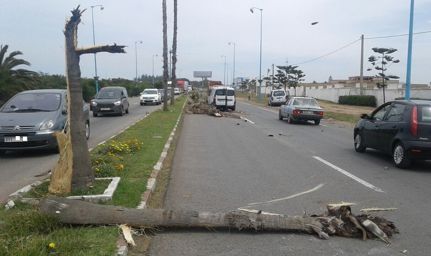 بالصور.. سقوط نخلة على سيارة بمدخل مدينة الجديدة كاد أن يتسبب في كارثة