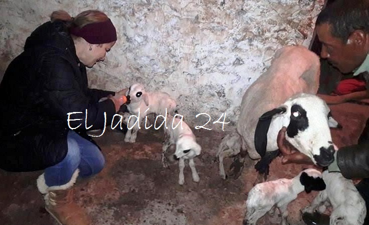 في حالة نادرة بالمغرب.. 'نعجة' تنجب خمسة خرفان بإقليم الجديدة