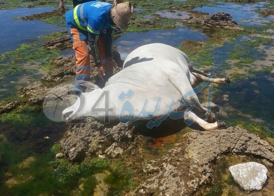 بالصور.. ''ثور هندي'' نافق لفظته مياه البحر بالشاطئ الصخري للجديدة يثير فضول الساكنة