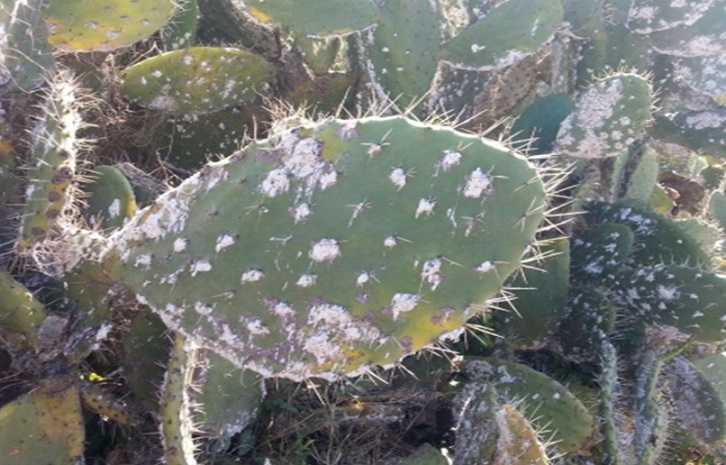 وزارة الفلاحة تطلق برنامجا لمحاربة الحشرة القرمزية للتين الشوكي بدكالة