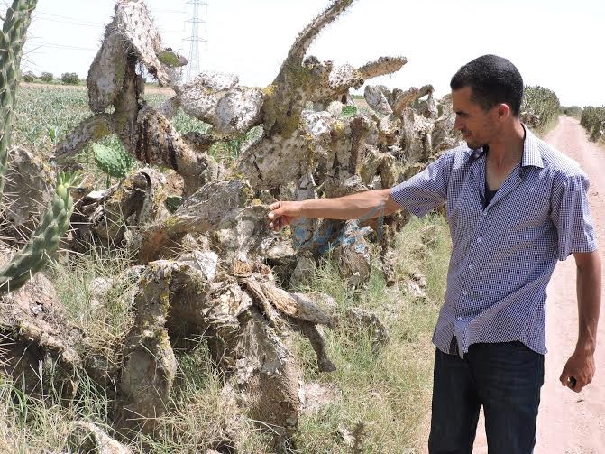 تدمير 500 هكتار من الصبار بدكالة ومصادر ترجح استقدام عدوى الذبابة القرمزية عبر حذاء أحد الفلاحين