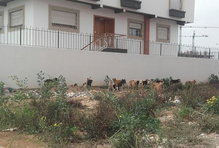 قطعان الكلاب الضالة تغزو تجزئة 'وسط الجديدة' والمصالح البلدية خارج التغطية‎