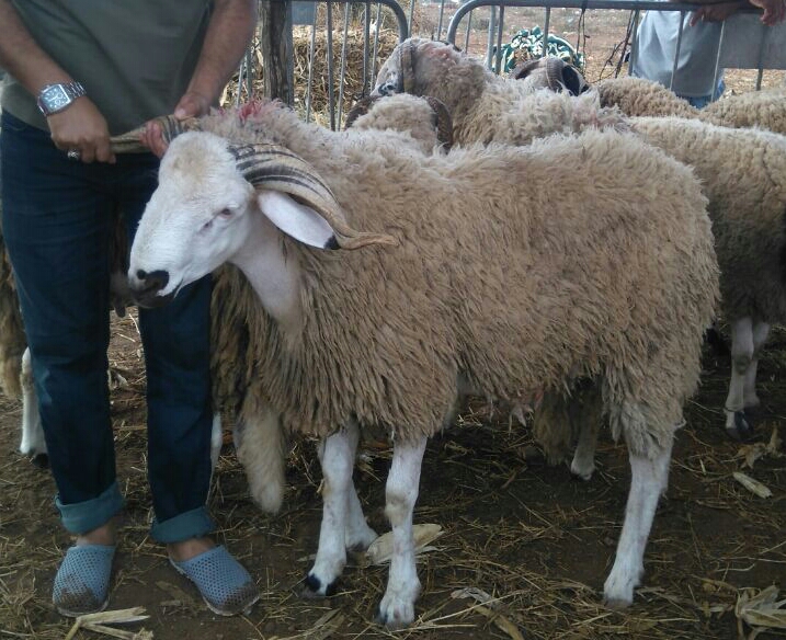 500 ألف رأس غنم لعيد الأضحى بجهة كازا-سطات من بينها 175 الف من منطقة دكالة