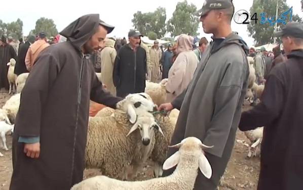 انخفاض كبير في أسعار الأضاحي بمعظم أسواق دكالة قبيل عيد الأضحى المبارك‎