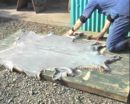 تراجع كبير بالجديدة في تحويل 'بطانة' الخروف إلى 'هيدورة' متعددة الاستعمالات