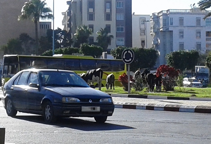 قطيع من الأبقار الضالة يقتات على أعشاب مدارة فرنسا بوسط الجديدة