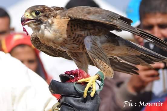 تنظيم مسابقة في فن التصوير الفوتوغرافي لرياضة الصيد بالصقور بجماعة القواسم