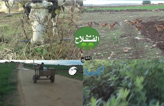 قريبا.. 'الجديدة 24' تبث برنامج مصورا من سلسلة حلقات يرصد أوضاع الفلاحين بإقليم الجديدة