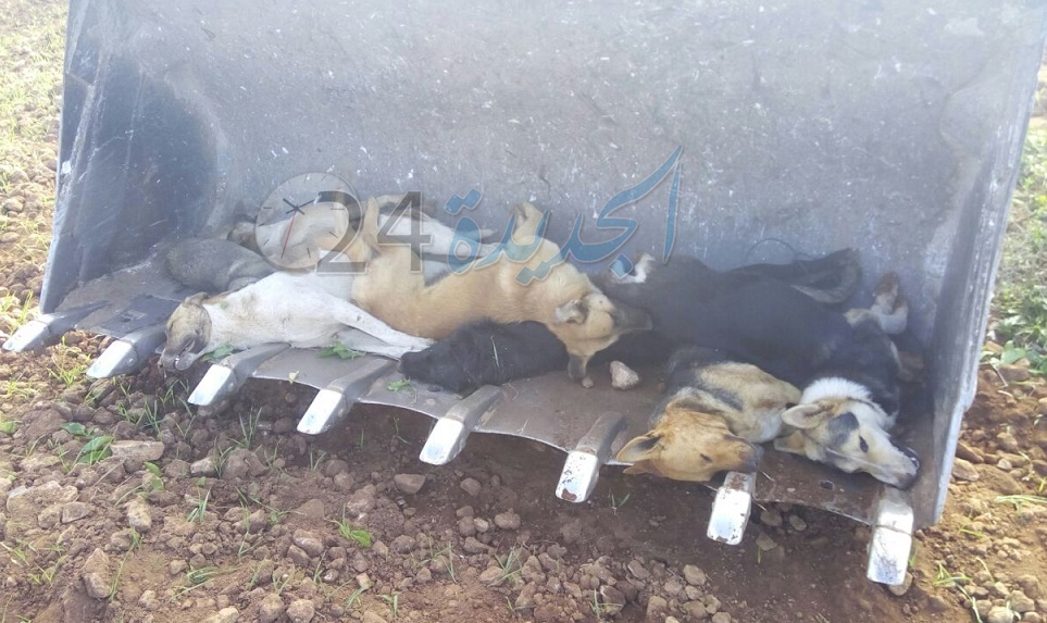 بالصور.. بلدية الجديدة ''تعدم'' قطيعا من الكلاب الضالة قرب دوار البحارة