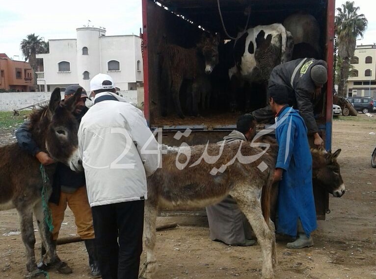 بالصور,, السلطات تشن حملة شرسة لاستئصال ظاهرة انتشار الدواب بالجديدة