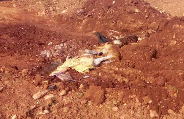 السلطات المحلية تعدم 10 كلاب ظالة بالرصاص في حملات ليلية بوسط الجديدة